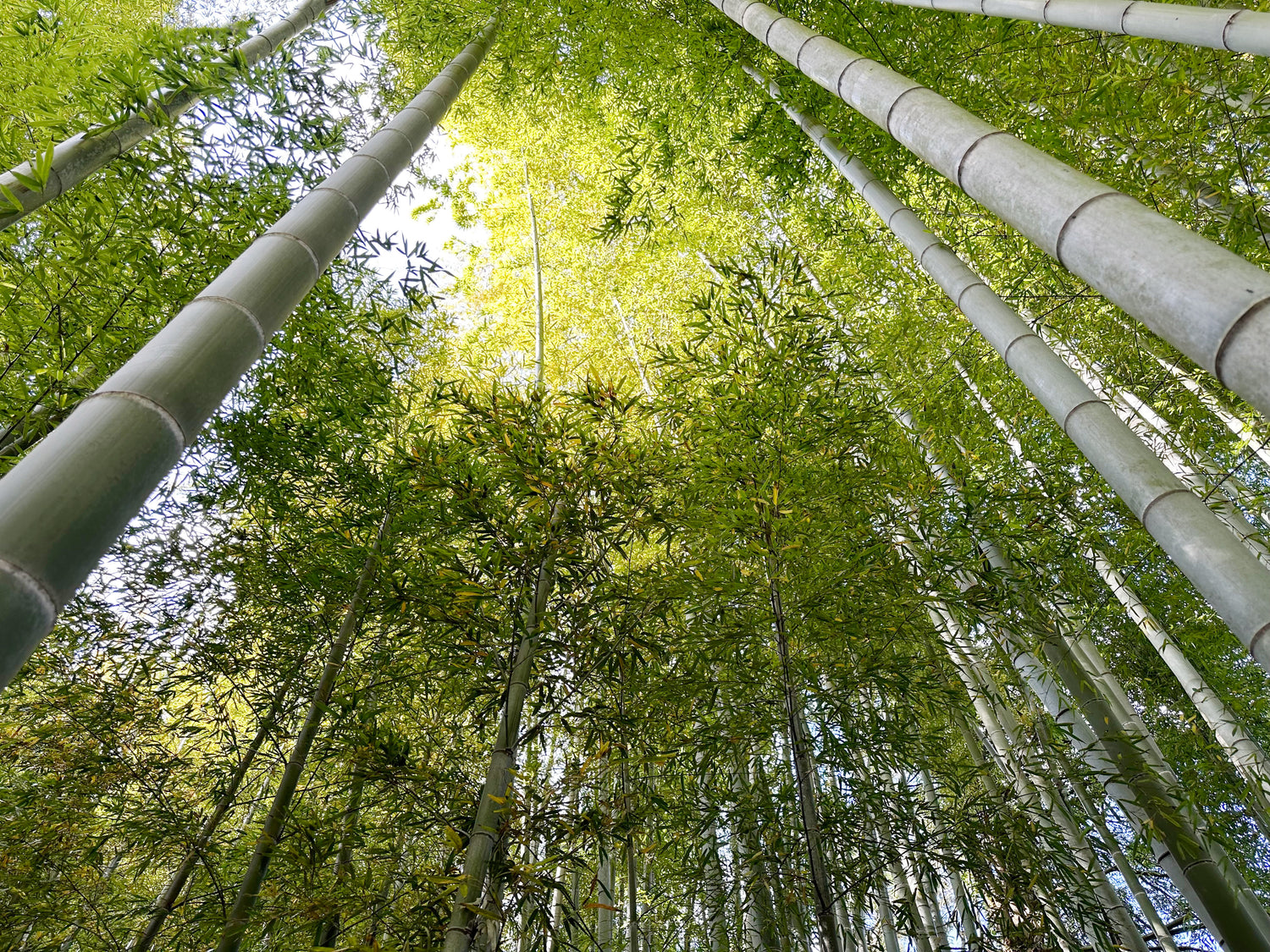 Looking up into a tranquil bamboo forest, symbolizing Nagomi — the harmony of form, feeling, and stillness